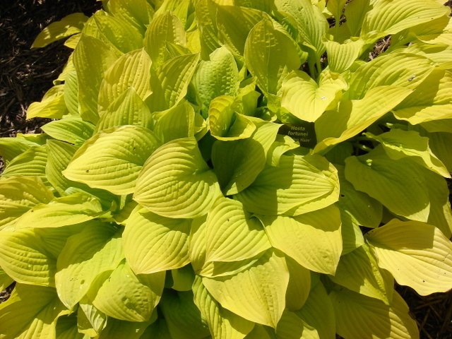 Hosta fortunei 'Golden Haze'